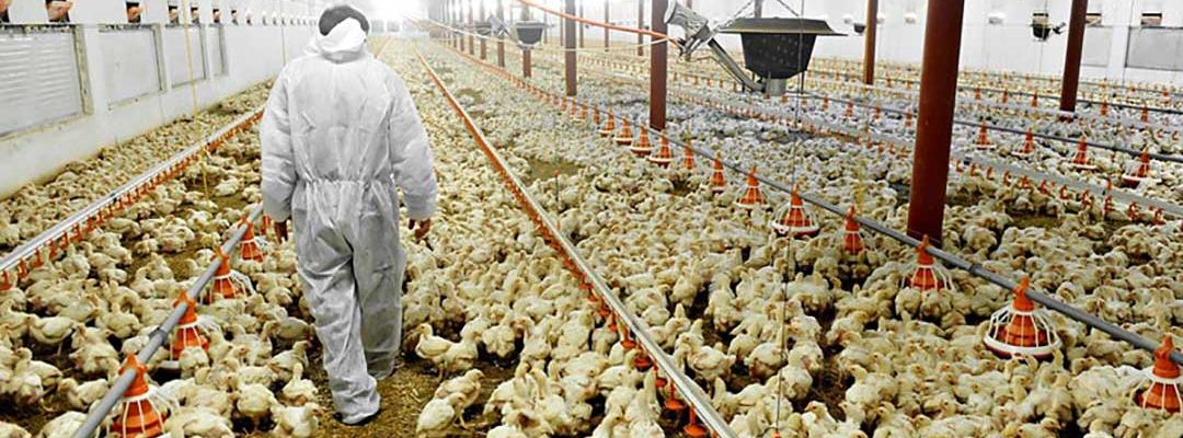 Photo of farmer walking down rows of chickens