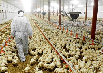 Photo of farmer walking down rows of chickens